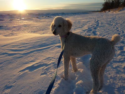 Chloe poodle, RIP